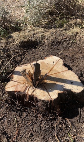 A close view of a freshly cut stump face showing the pale sawn timber