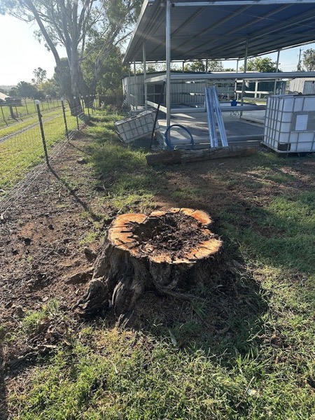A large freshly cut stump on a rural block with the ground opened up around it