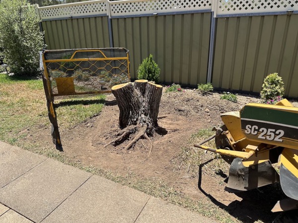A large multi-trunk stump beside a Colorbond fence with the stump grinder and its ramp alongside