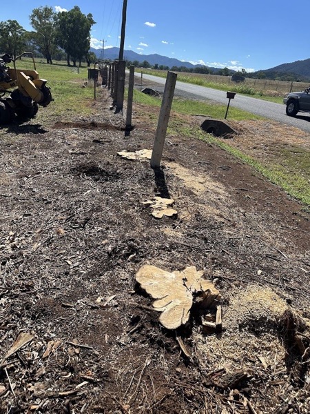 Several cut stumps and sawn rounds sitting in a patch of turned soil