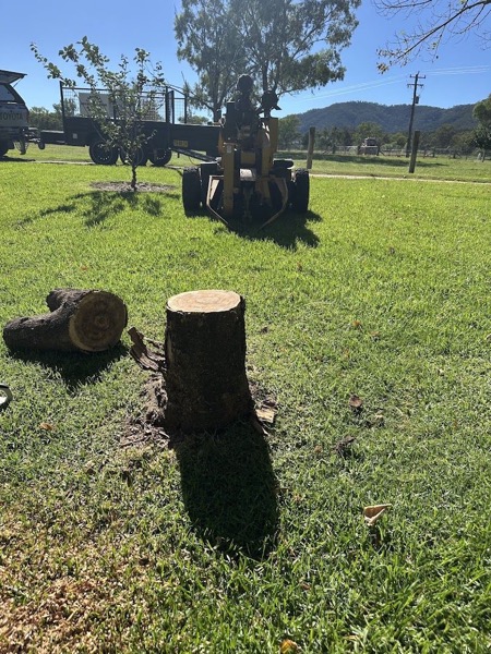 A cut tree stump on a lawn with the stump grinder standing behind it