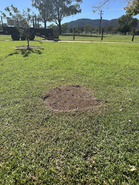 A round patch of bare soil in a green lawn