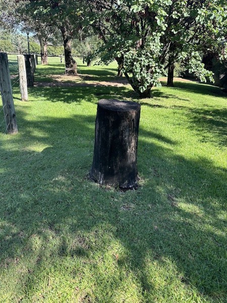 A dark weathered stump standing in a shaded lawn