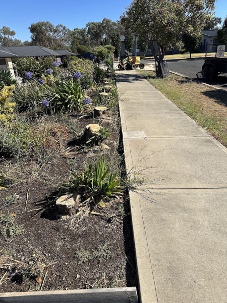 A line of ground-out stumps along a garden bed beside a concrete path