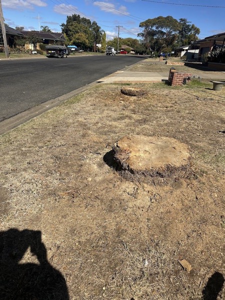 A cut stump on a nature strip beside a suburban street
