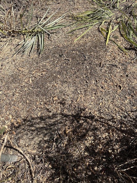 A close view of wood chip mulch on the ground