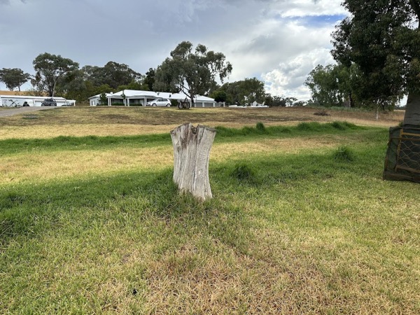 A lone tree stump standing in a paddock with gum trees along the far fence line