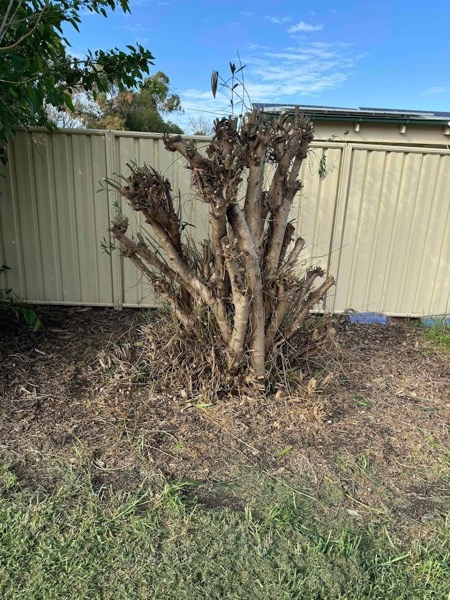 A bare multi-stem shrub standing against a dark timber fence