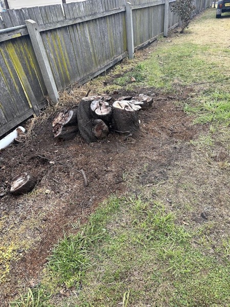 Sawn rounds of timber lying on a patch of turned soil