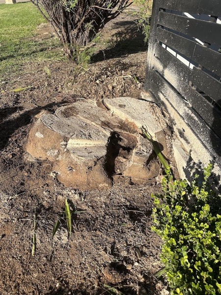 The remains of a stump in turned soil beside a low wall
