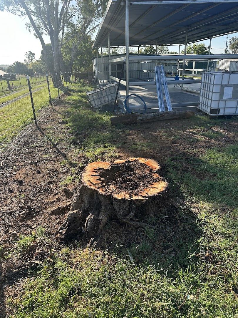 A large freshly cut stump on a rural block with the ground opened up around it
