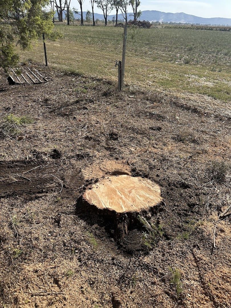 A freshly cut stump on a grassed block with hills in the distance