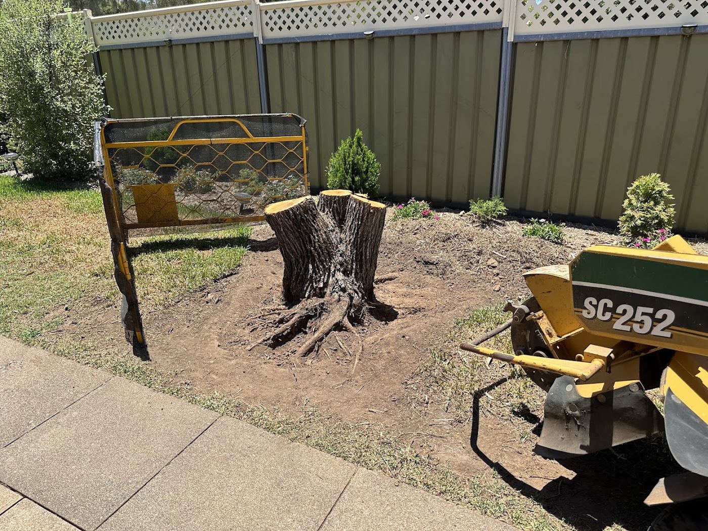 A large multi-trunk stump beside a Colorbond fence with the stump grinder and its ramp alongside