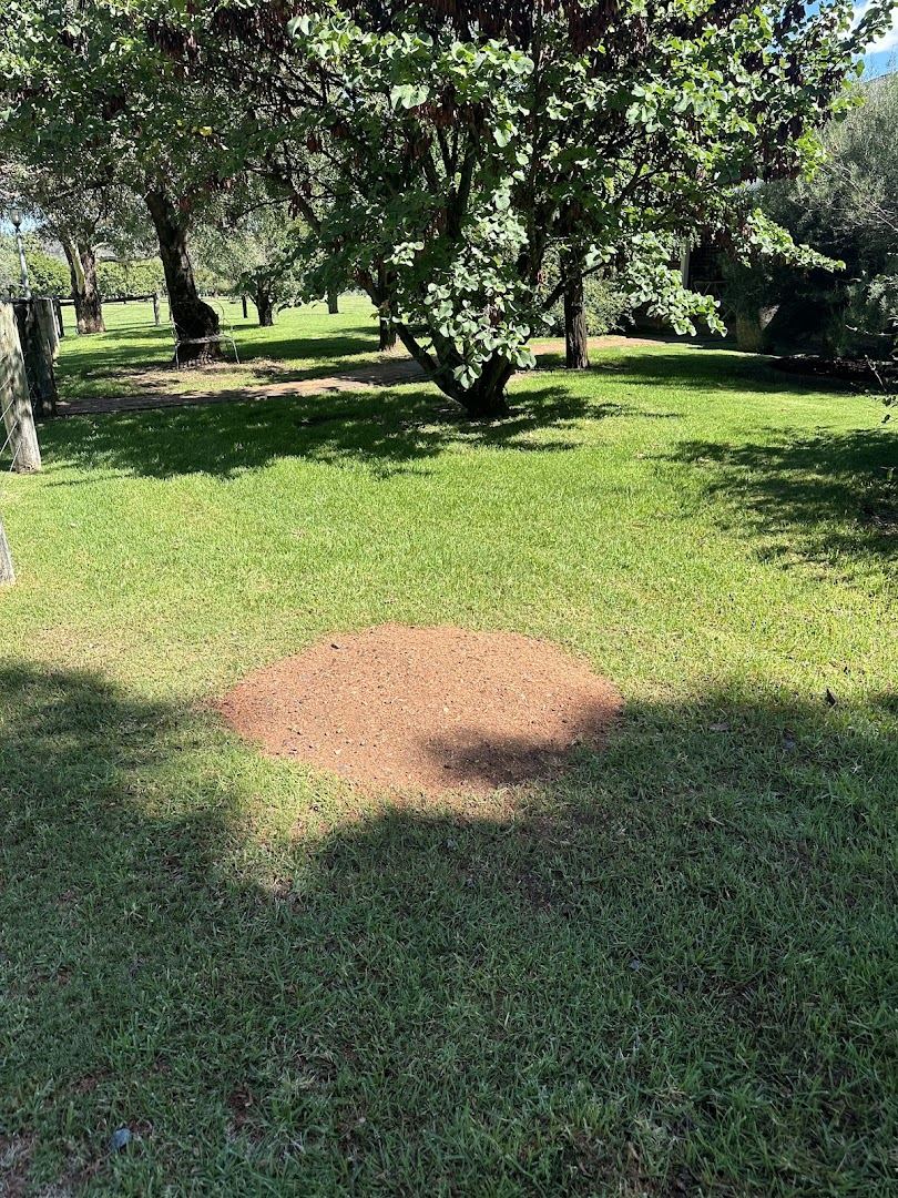 A round patch of fresh mulch in a green lawn under mature trees