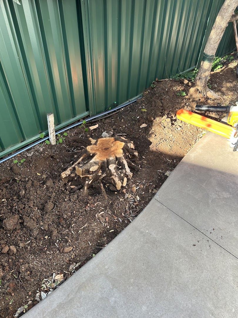 A stump and its roots in a garden bed hard against a Colorbond fence