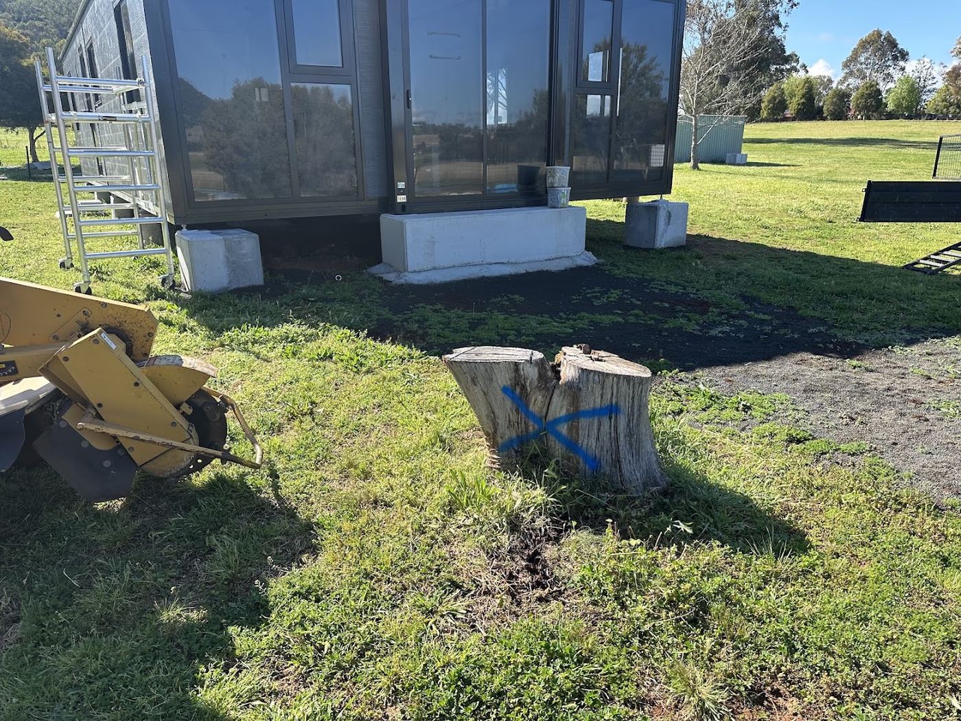 The cutting wheel of a stump grinder beside a stump marked with blue paint