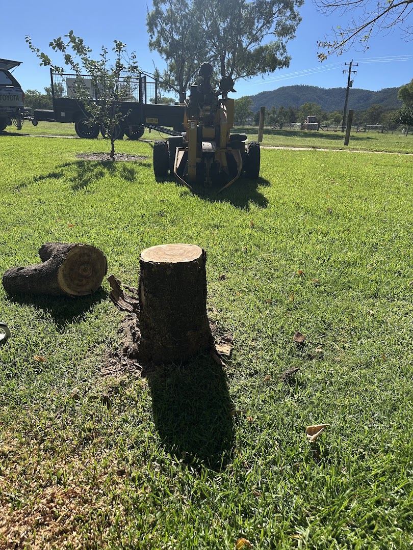 A cut tree stump on a lawn with the stump grinder standing behind it