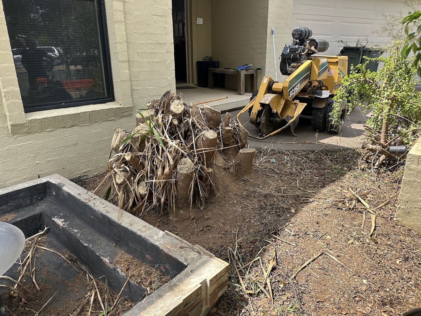 The stump grinder working beside a row of cut stumps at the side of a house